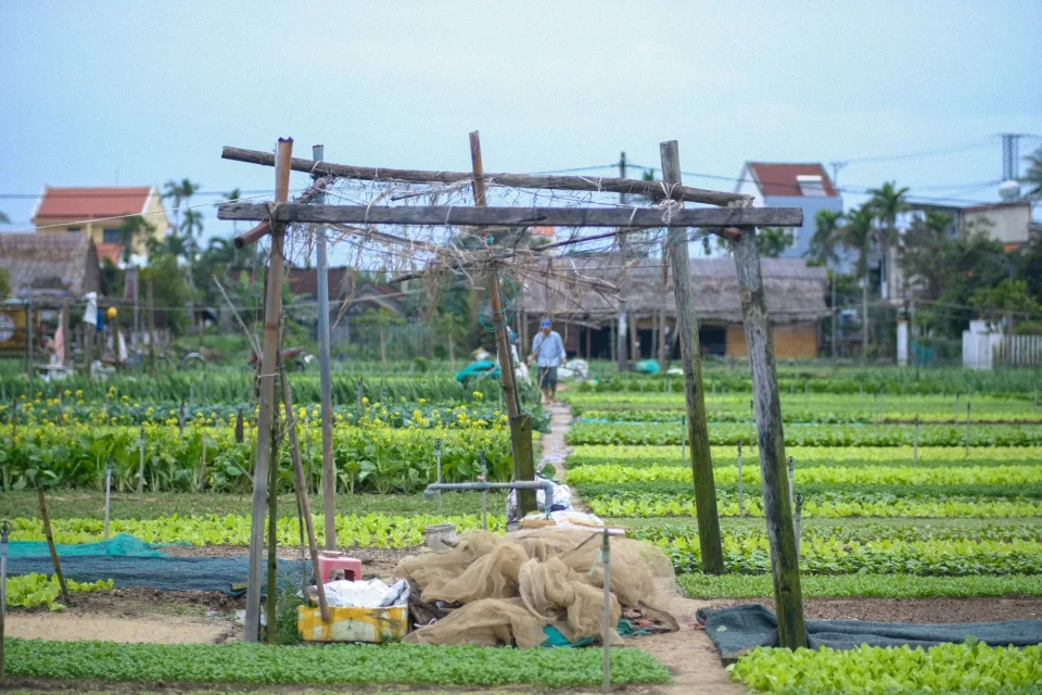 Trái cây chín trên cây